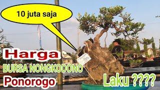 Harga bonsai bursa  nongkodono ponorogo 90% terjual