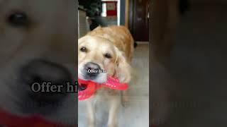 ️Beyond Gold & Glitter: The Love That's Priceless ️ #dogs #shortsvideo #love