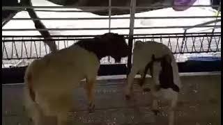 Goat meting videos goat farm
