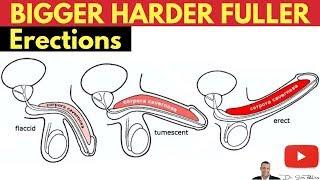  Best Way To Have Bigger, Harder & Fuller Erections - By Dr Sam Robbins