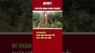 Bình Phước: Đi thăm rẫy, phát hiện quả đạn cối treo trên cột điện #shorts   | BPTV