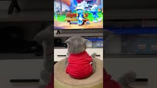 Gatito adorable viendo tv  #cat #cute #foryou #foryoupage #animals #pet #baby #gato #gatito #short