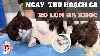 Thu Hoạch Cà Của Thằng Bơ | Bơ Khóc Khi Mất Bi |Nhà Cô Na #46