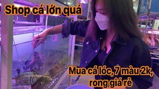 My Bùi đi Shop cá cảnh lớn nhất nhì Sài Gòn ( trung tín 1) quá nhiều cá đẹp