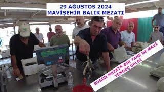 İZMİR KARŞIYAKADA HARİKA BİR BALIK MEZATI. MAVİŞEHİR BALIK MEZATI. 29.08.2024 PERŞEMBE.