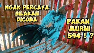 Apa Boleh Anak Ayam Umur 1 Bulan Di Berikan Pakan Murni 594 ! ?