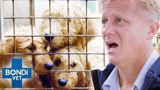 200 Puppies & Dogs Rescued in Shocking Condition  Bondi Vet Coast to Coast S4E6 | New Full Episodes