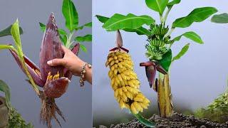 Amazing Techniques Graft BananaTree, How to growing Banana New tree