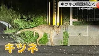 【投稿映像】犬と思ったらキツネ？目撃相次ぐ 麦の刈り取りが原因？【佐賀県】 (24/06/17 18:40)