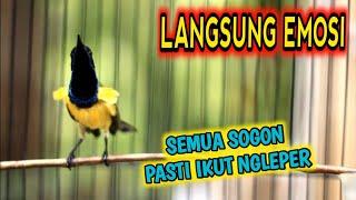 PANGGILAN SOGON GACOR NGLEPER PANCINGAN EMOSO PALING AMPIH‼️NGOTO KELUAR PANGKAT !!