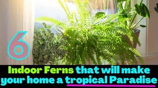 Indoor Ferns that will make your home a tropical Paradise