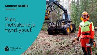 Mies, metsäkone ja myrskypuut