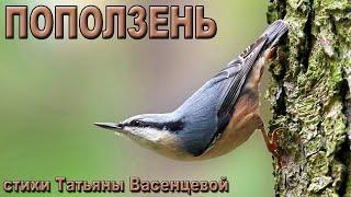 «Поползень» - описание и особенности в природе.