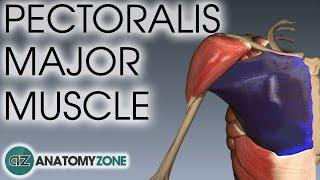 Pectoralis Major Muscle Anatomy | AnatomyZone