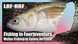 Fishing in Fuerteventura - Catching Mullet In Caleta De Fuste