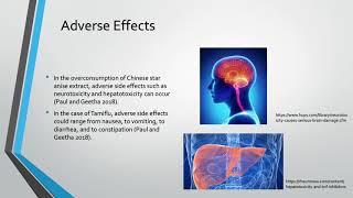 The Medicinal and Commercial Properties of Illicium verum and Related Species