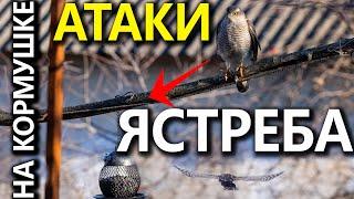 Ястреб атакует птиц на кормушках