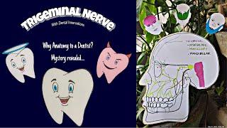 Trigeminal nerve with dental inervations | Why Anat to a Dent? Mystery revealed...