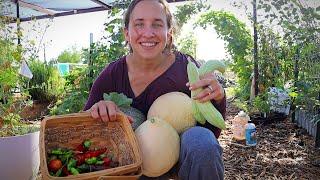 Summer Desert Garden Tour | My Daily Harvest and a BIG SURPRISE