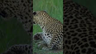 The Leopard Whisperer Reveals Surprising Facts About These Elusive Animals! #wildlife #leopards