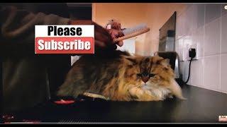 How to comb a Persian Cat