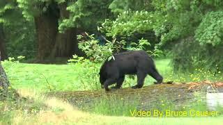 Black Bear in Central Park Pitch and Putt Burnaby B C  Canada