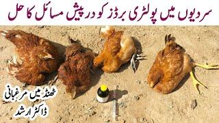 Caring for Poultry Birds in Cold Weather | Winter Challenges for Chickens | Dr. ARSHAD