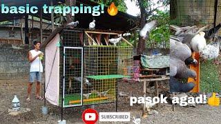 BASIC TRAPPING SA MGA WARRIORS#trapdoor #pigeons #kalapatids #flyers