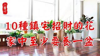 【植物風水】風水師提醒，這10種花能招財鎮宅，家中一定要養一盆