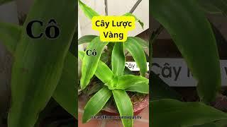 Lược Vàng Cây Thuốc Quý Từ Vườn Nhà #LượcVàng #GiảiĐộc #caythuocnam #caythuocnamquytv