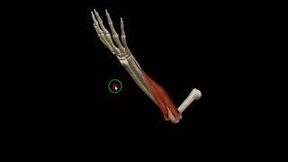 Wrist adduction