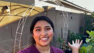 How I Make Arched Garden Trellises For Under $6 For Climbing Plants