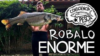 Robalo Record Pessoal 16,5Kg Enorme - Pesca Sub Ubatuba SP - Spearfishing Brazil Snook