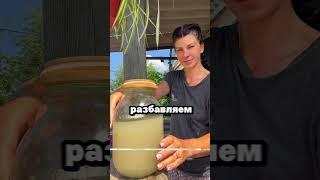 Огурцы и помидоры завалят урожаем #сад #огород #дача #рассада #урожай #огурцы #помидоры