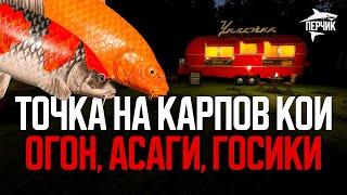 Вкусная точка на карпов Кои! Новая сборка на Медном ● Русская рыбалка 4 ● Перчик РР4