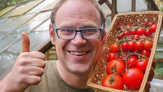 Simple Steps to Growing Masses of Tomatoes 