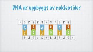 DNA-molekylens struktur och funktion (Biologi 1)