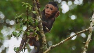 God Help.!! Why Monkey Mom Agree Baby Play Alone On Top Of The Trees Like That,