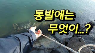 바다에 통발을 던지면 무엇이 잡힐까?(미끼=고등어+갈치머리)(a fish trap in Korea)