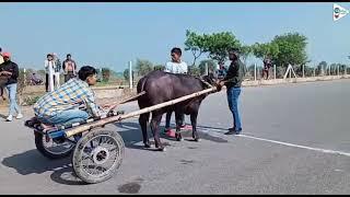 Jhota race || 10/1/2021 || aaj ki race || 300 meter race  Rahul dewan kalda || winner