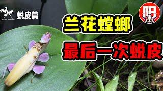 兰花螳螂饲养记录：蜕皮篇 | 小时候好看的螳螂，变大后都长残了？| 小阳的昆虫世界