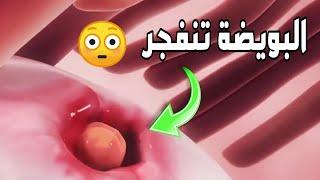 رحلة البويضة بعد التخصيب | مشاهد مذهلة تعرض لأول مرة