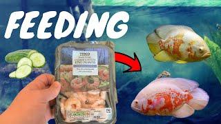 FEEDING My OSCAR FISH Supermarket Prawns!