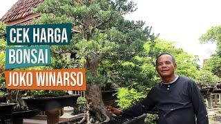 Cek Harga Bonsai Bapak Joko Winarso Bonsai Natural Kartasura