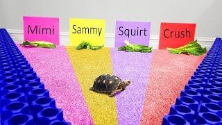 Letting Our Pet Turtle Pick Its Name!!!