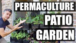 My Permaculture Patio Garden Tour