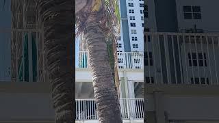 Iguana On A Palm Tree Healing