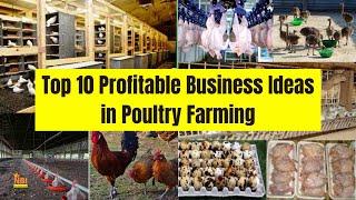 Top 10 Profitable Business Ideas in Poultry Farming Industry