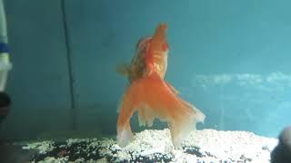 Giant Oranda Goldfish Temp (FINFLICKS2020)