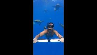 Chased by sharks on a Subwing